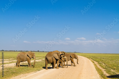 A group of elephants.  Amboseli, Kenya