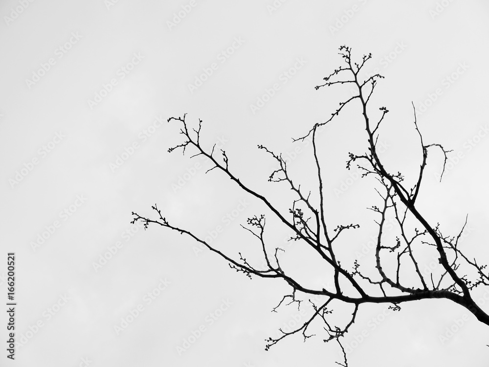 Branch of dead tree Branch of dead tree