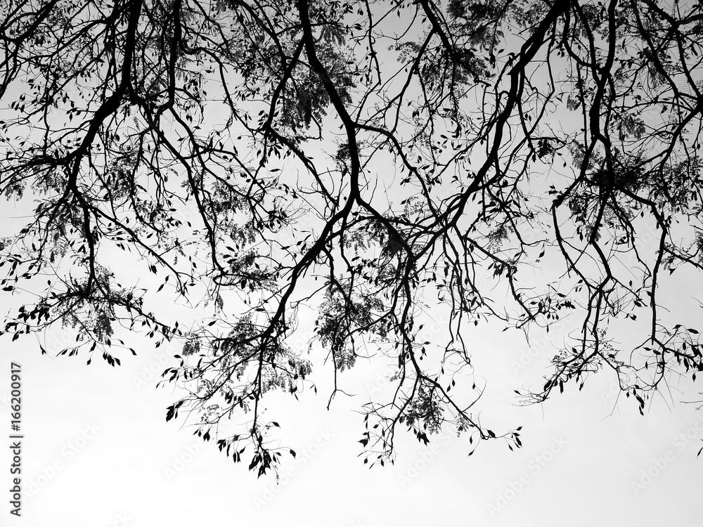 Fototapeta premium Silhouette tree