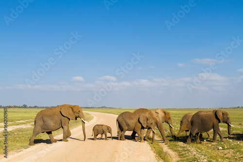 A group of elephants crosses the road. Amboseli, Kenya