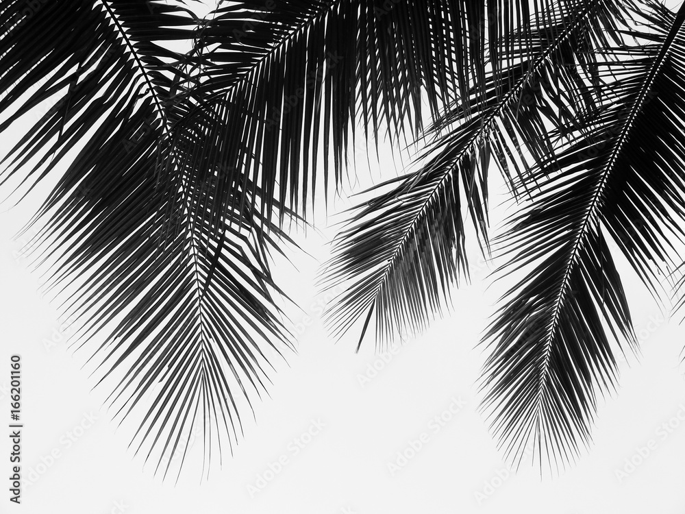 Fototapeta premium beautiful palms leaf on white background