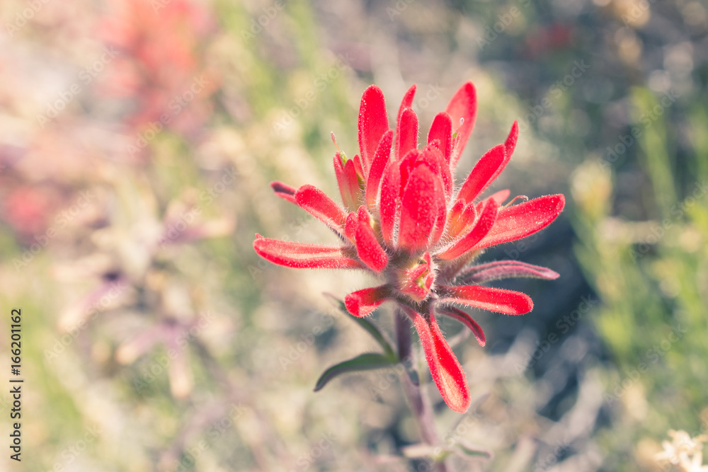 Fototapeta premium Wonderful red flower 