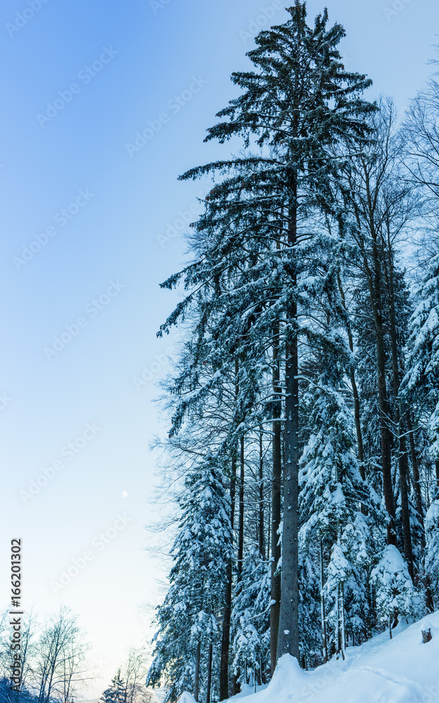 Winter landscape with a blue tint. Mountains of Switzerland with snow and pine trees. Winter landscape with a blue tint. Mountains of Switzerland with snow and pine trees.