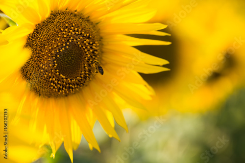 Fototapeta Naklejka Na Ścianę i Meble -  close up of sunflower on field