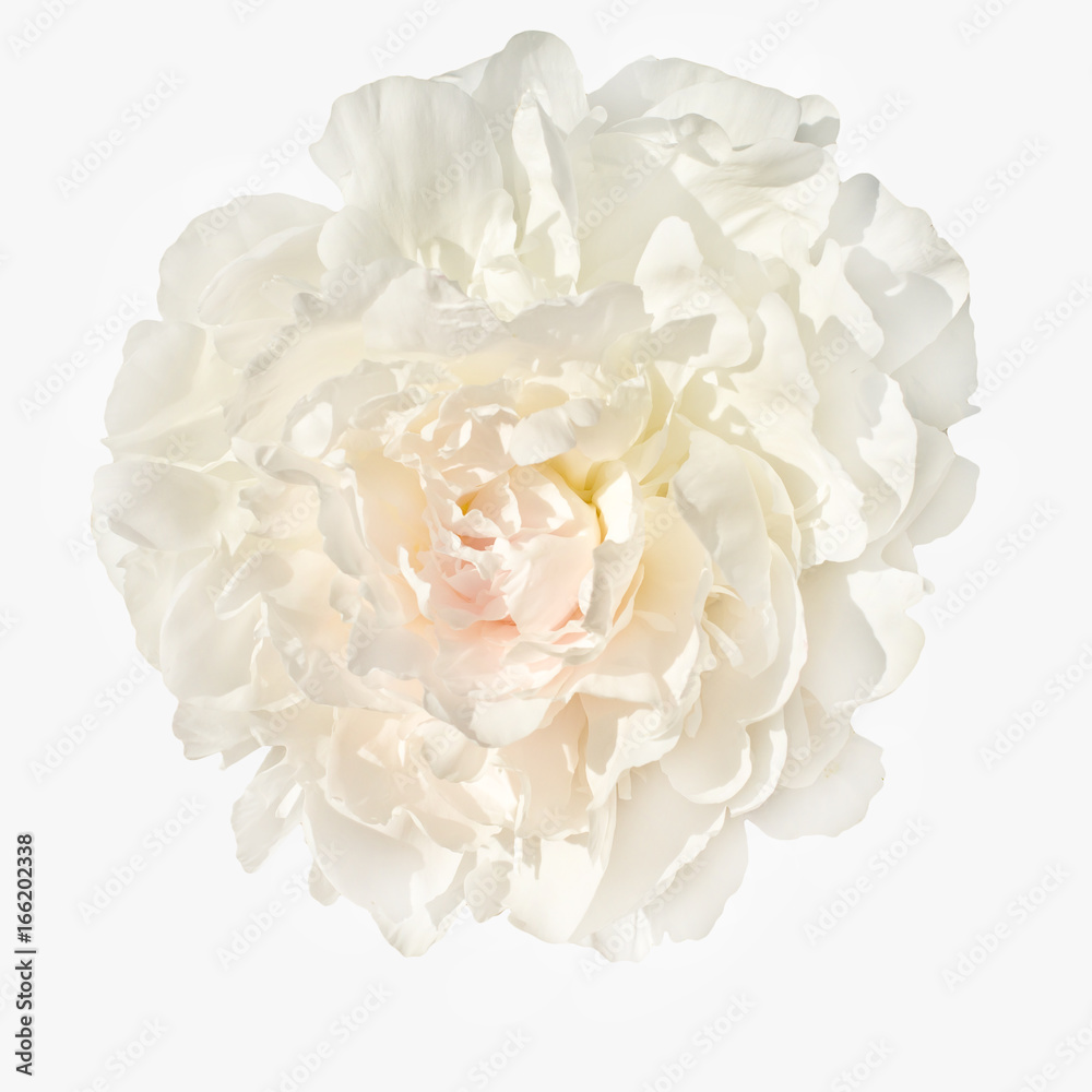 pale pink peonies isolated on white background pale pink peonies isolated on white background