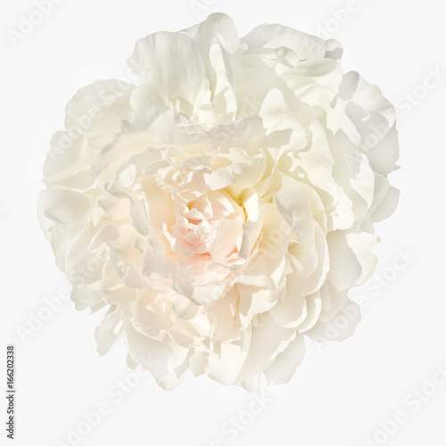 pale pink peonies isolated on white background