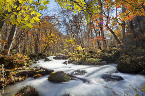 Fototapeta Naklejka Na Ścianę i Meble -  Oirase Gorge beautiful river druing the autumn season, Japan