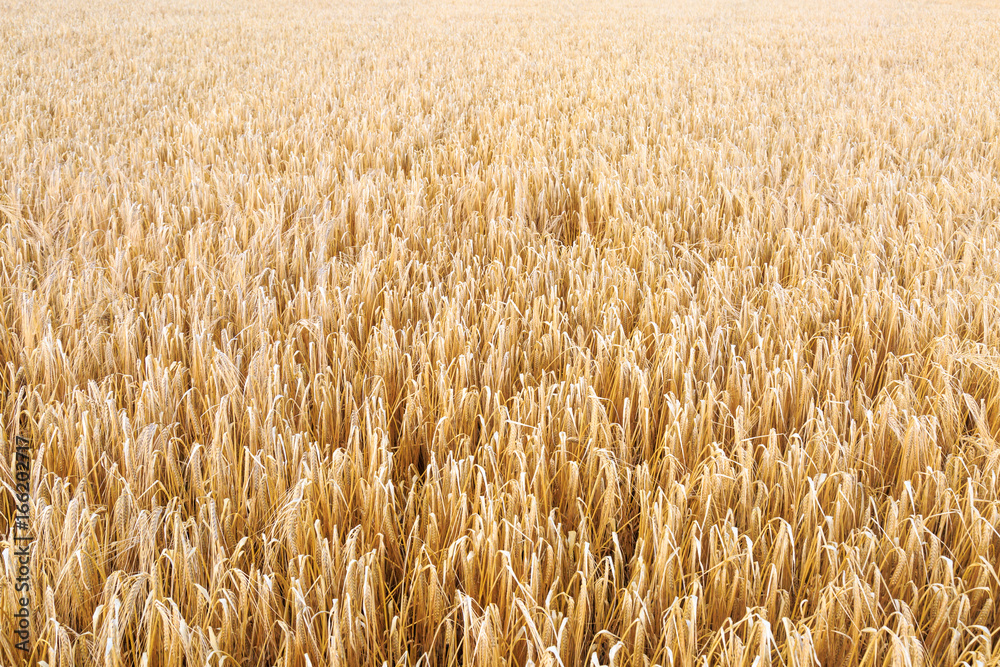 A Field of Wheat