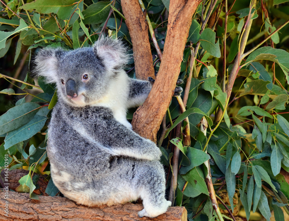 Naklejka premium Cute koala looking on a tree branch eucalyptus