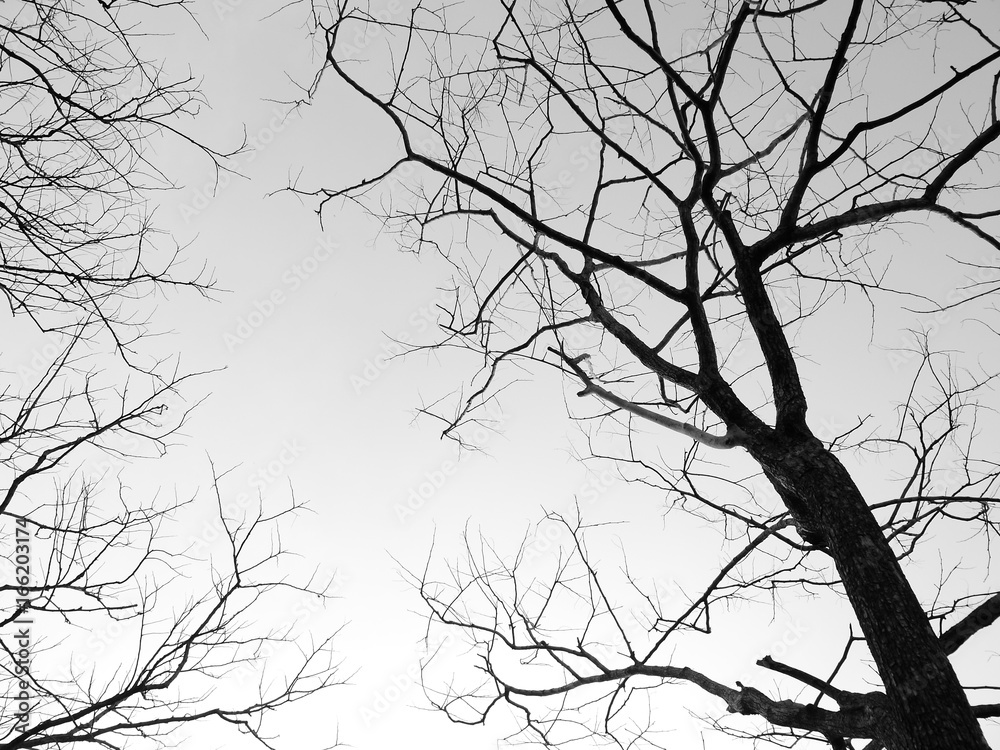 Silhouette tree Silhouette tree