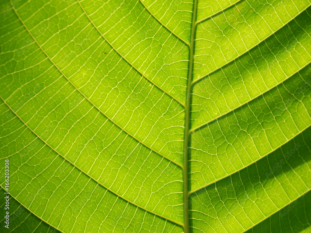 leaf texture