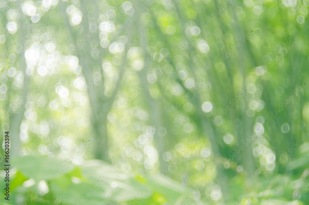 Obraz premium Copy space of nature green bokeh sun light flare and blur leaf abstract texture background.
