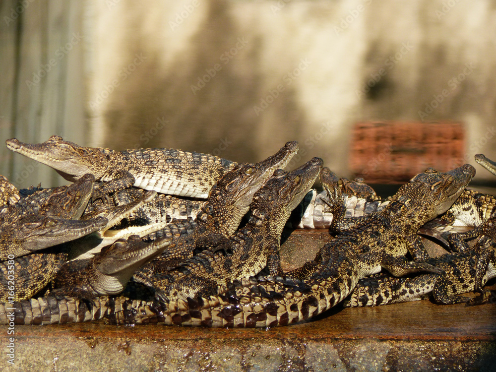Obraz premium crocodile in zoo