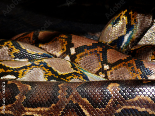 closeup snake skin Tiger Python (python molurus bivittatus)