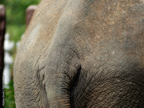 The rear end of an elephant