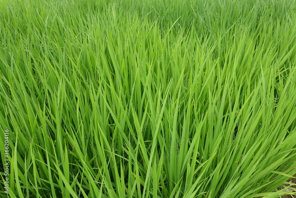 Obraz premium ７月下旬の田んぼ