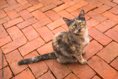 marble hair cat with white whiskers sit on orange brickwork, two big yellow eyes staring directly to audience, selective focus