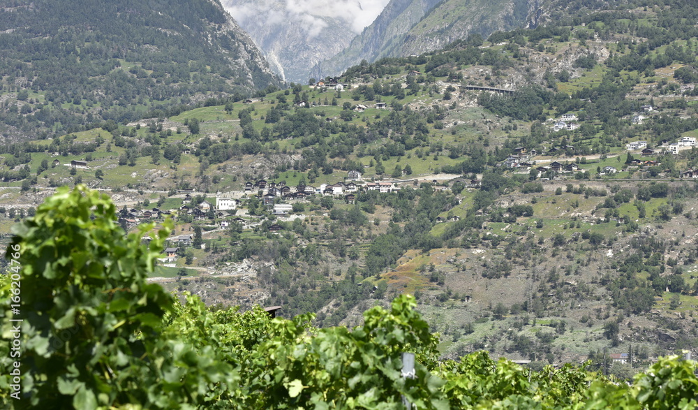 Obraz premium valais...vigne