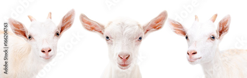 Three  goats closeup, isolated on white background