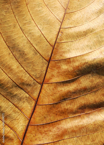 dry brown leaf texture
