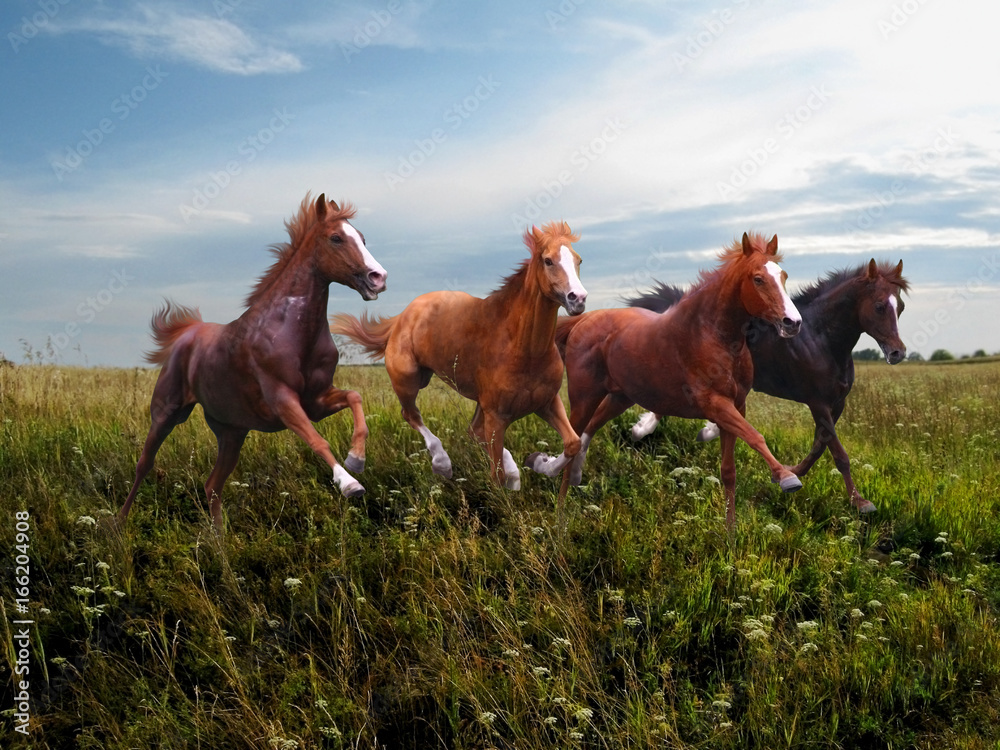 Naklejka premium Rapid running of free horses on blossoming grass