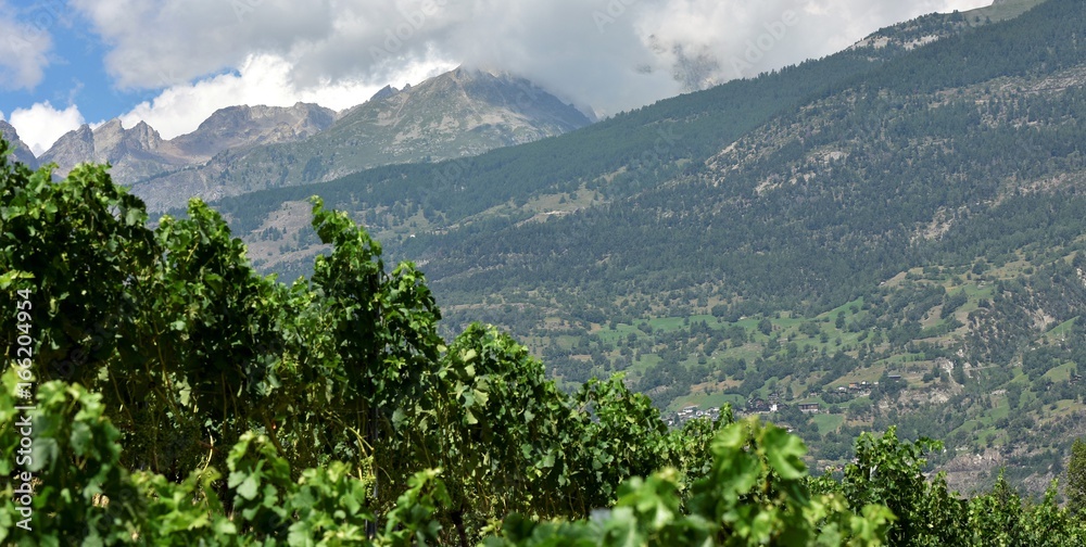 Obraz premium Valais ... Vine