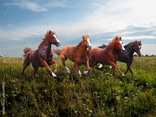 Rapid running of free horses on blossoming grass