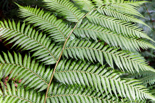 Fern leaf closeup