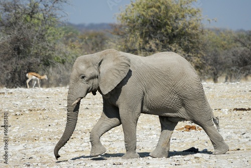 Elephant in the Etosha National Park  Namibia