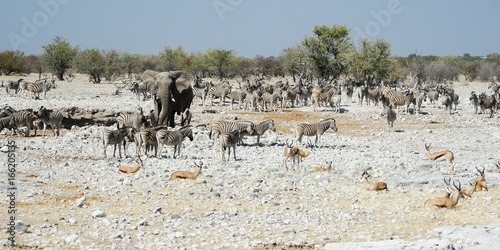 Wildlife animals in the Etosha National Park, Namibia photo