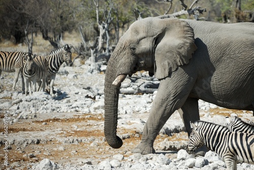 Wildlife animals in the Etosha National Park  Namibia