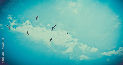 Beautiful seagulls flock soars in the bright summer blue sky. Several seabirds at the clean sky background, symbol of freedom. © Alice Fox