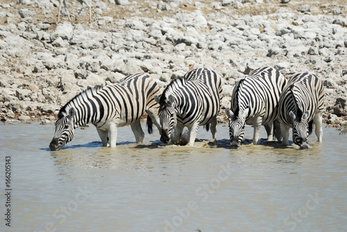 Drinking zebras in the Etosha National Park  Namibia