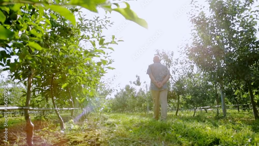 A man walks between the rows of young apple trees A man walks between the rows of young apple trees