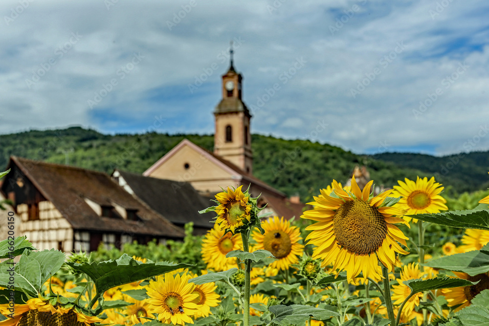 Riquewihr mit Sonnenblumen