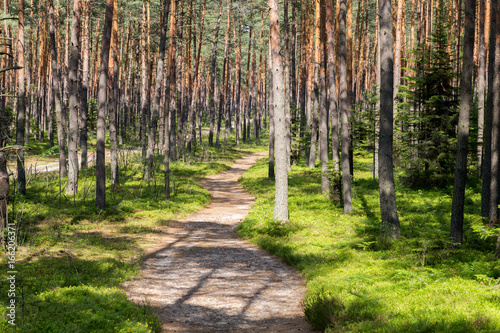 Fototapeta Naklejka Na Ścianę i Meble -  The trail in the forest