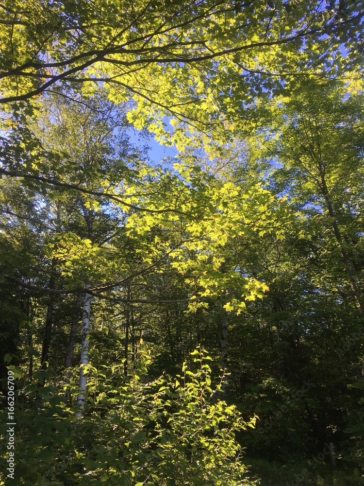 sunlit Vermont forest in summertime sunlit Vermont forest in summertime