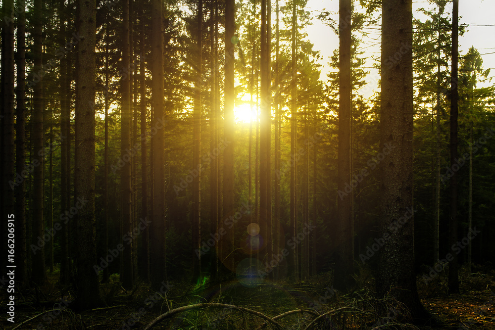 Fototapeta premium Zachód słońca w lesie