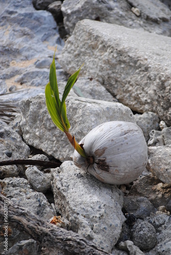 life on a rocky beach