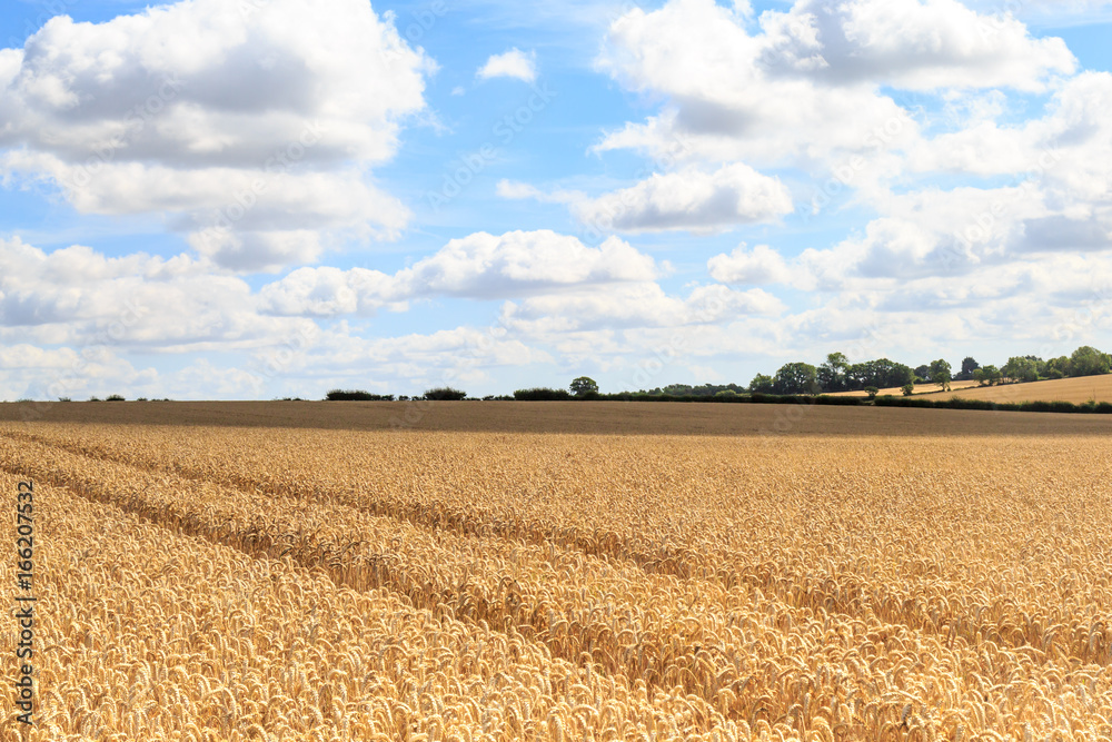 Suffolk Landscape