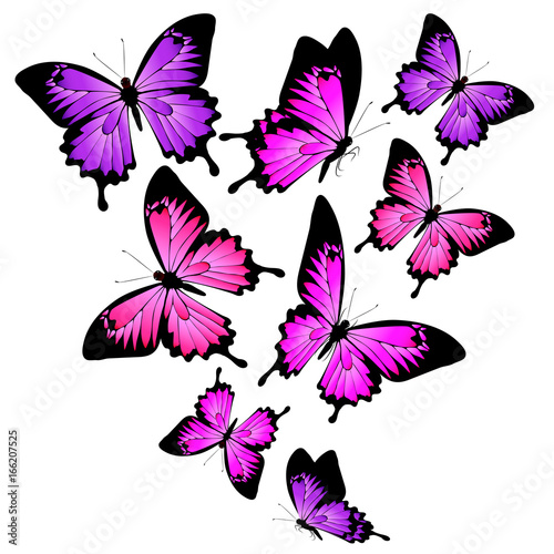 beautiful pink butterflies  isolated  on a white