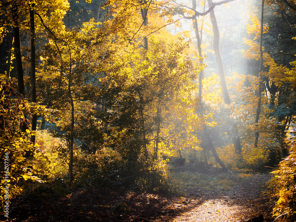 sun shining though a clearing in autumn forest with mist and bright woodland trees with fallen leaves on the ground