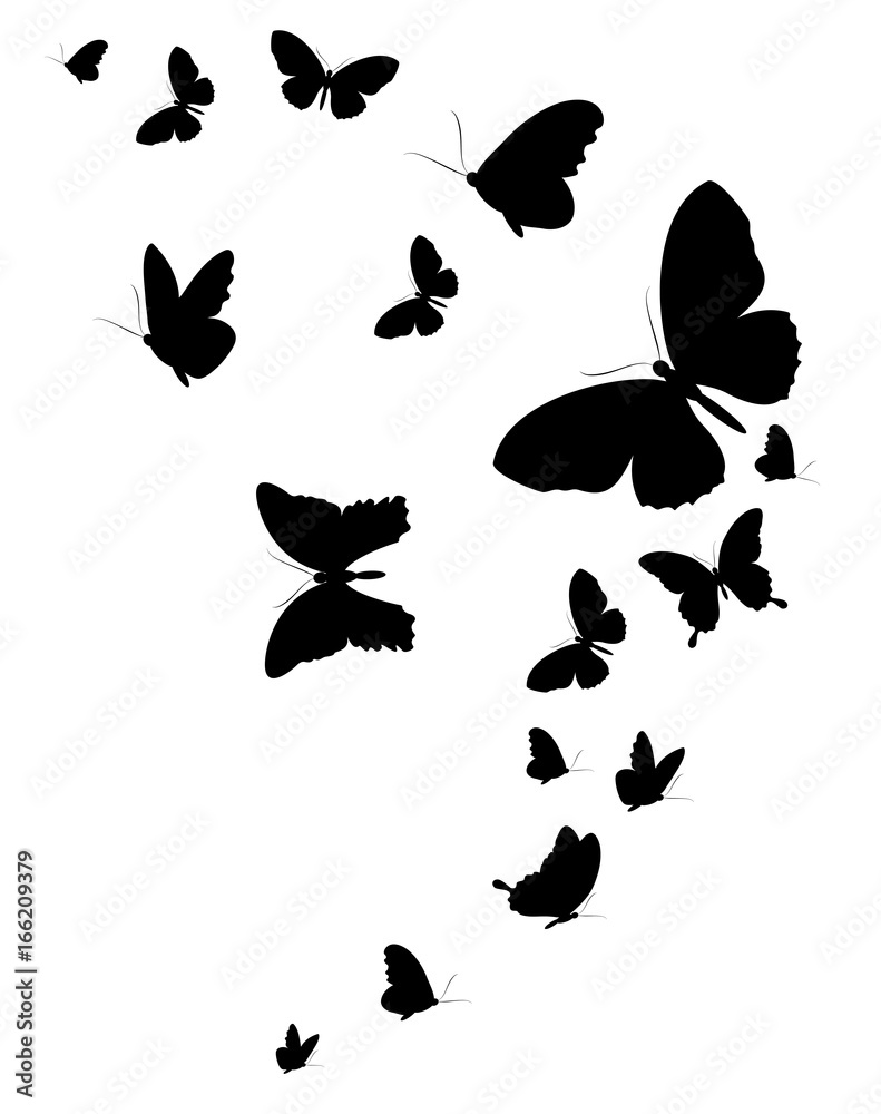 black butterfly, isolated on a white black butterfly, isolated on a white