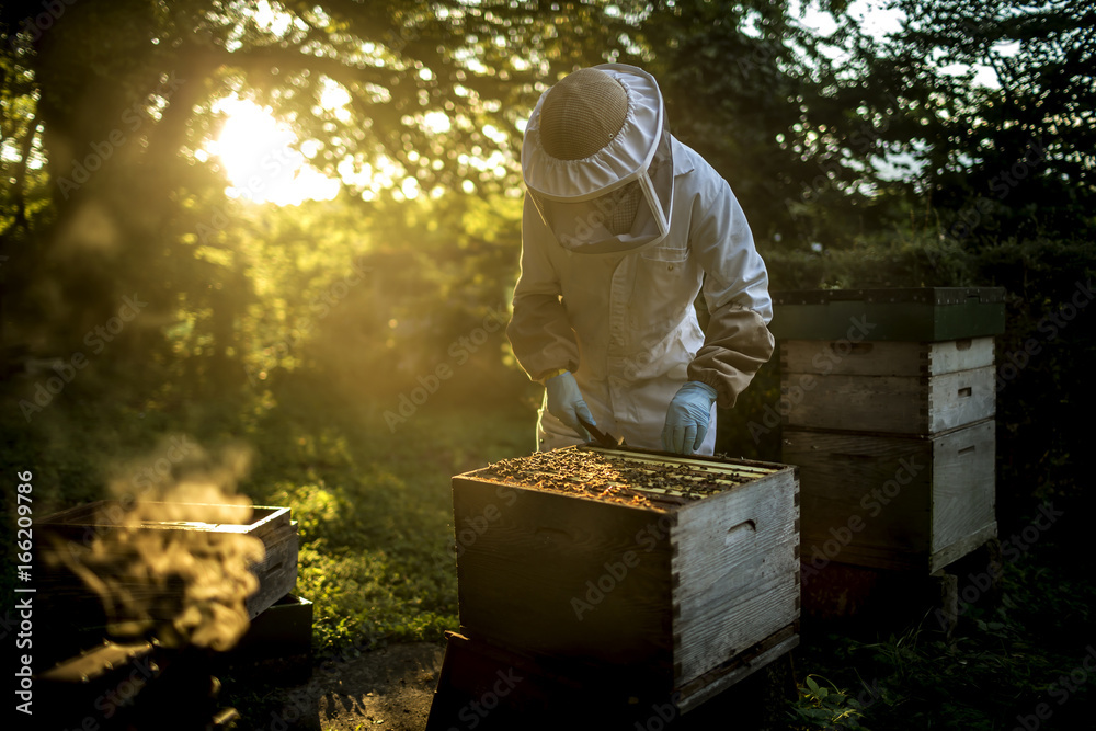 Beekeeper inspecting open beehive Beekeeper inspecting open beehive
