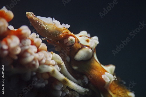 Whip Coral Spider Crab, Gorgonien Spinnenkrabbe (Xenocarcinus tuberculatus)
