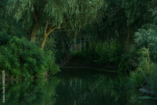 Calm quiet pond with willow trees around. 