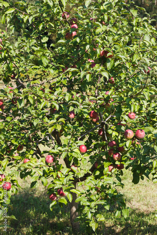 Apple tree with red apples, soft focus background