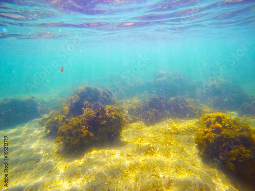 Yellow seaweeds and blue water in Sardinia