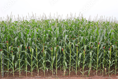 Photo young green corn field in agricultural garden.