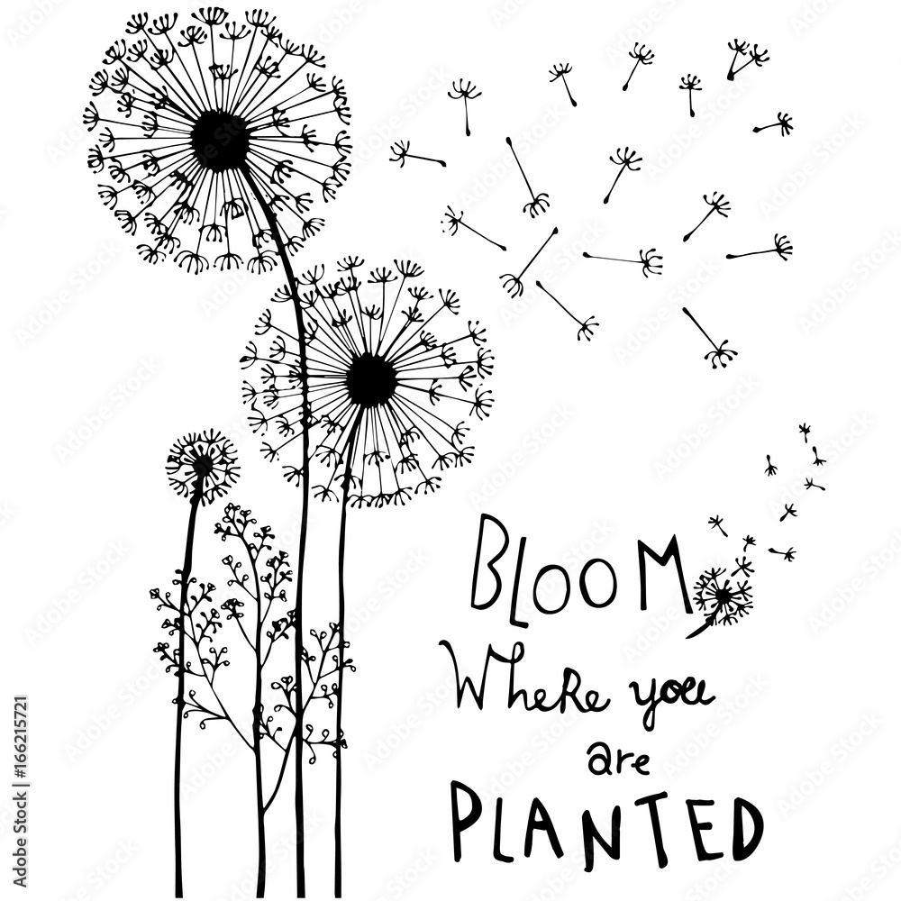 Fototapeta premium Ręcznie rysowane kwiaty mniszka lekarskiego, z napisem strony na białym tle. Bloom, gdzie jesteś zasadzony.